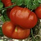 Plants de tomates 'Marmande' : barquette de 3 plants